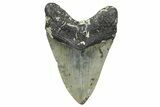 Serrated, Fossil Megalodon Tooth - North Carolina #343424-1